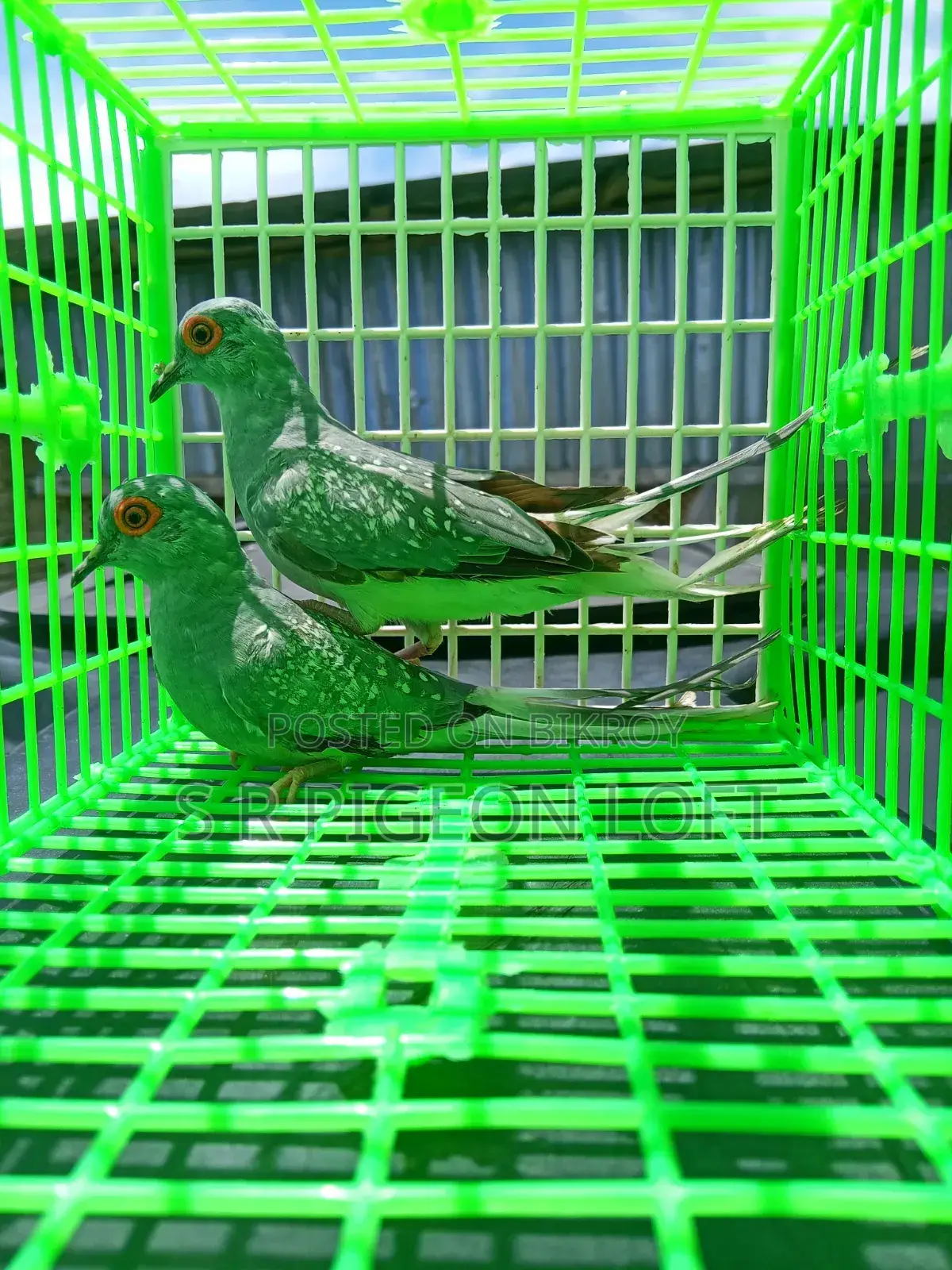 Running Silver Diamond Dove