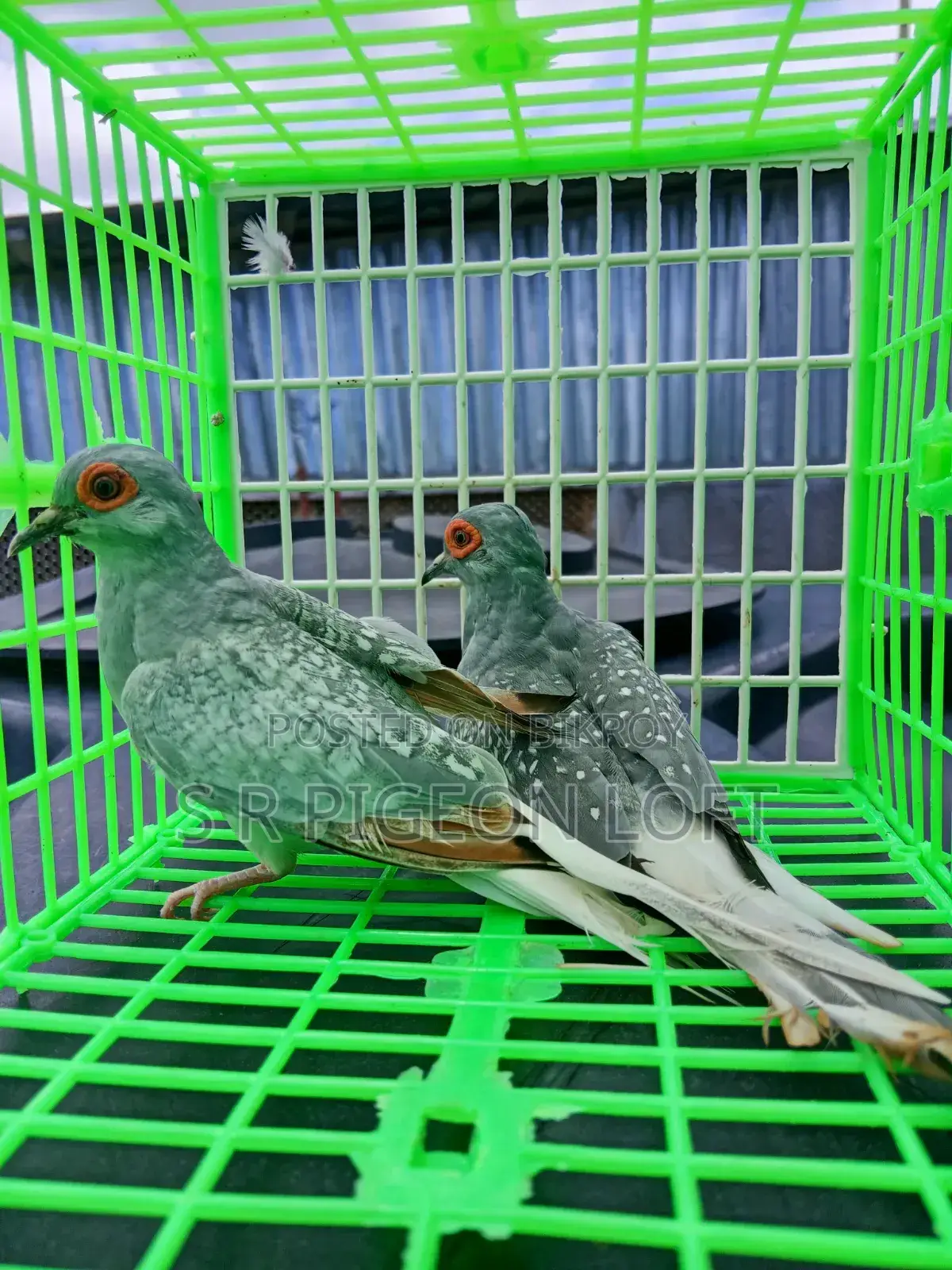 Running Silver Diamond Dove
