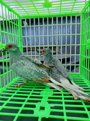 Running Silver Diamond Dove