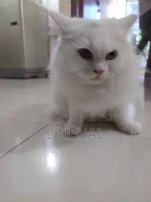 1+ year Male Purebred Persian
