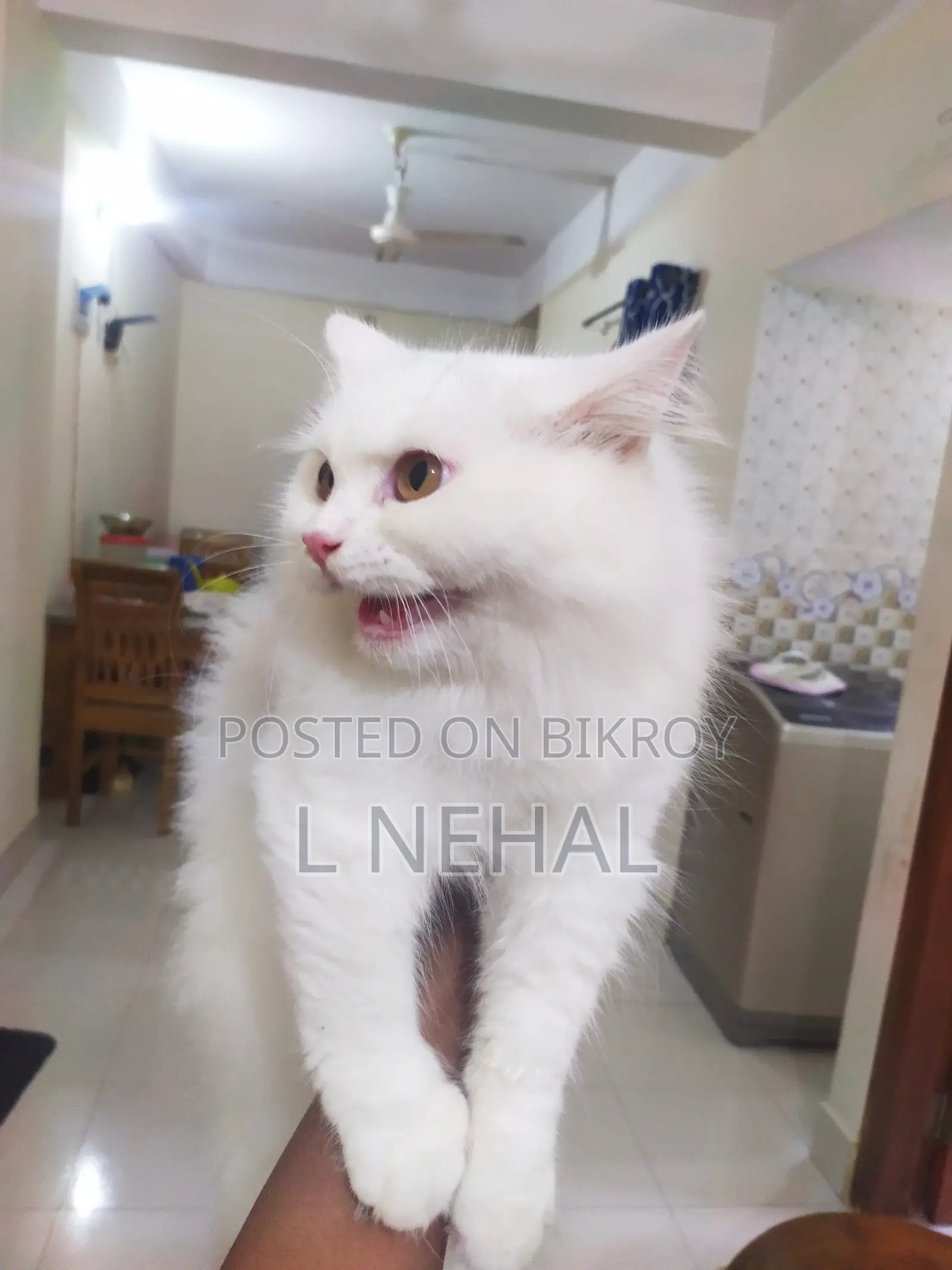 1+ year Male Purebred Persian