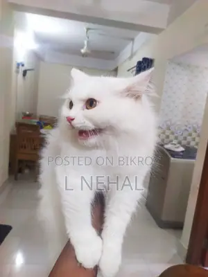 ১+ বছর বয়সী পুরুষ বিশুদ্ধ পার্সিয়ান বিড়াল