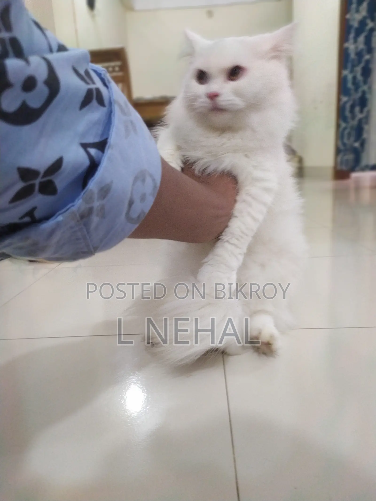 1+ year Male Purebred Persian