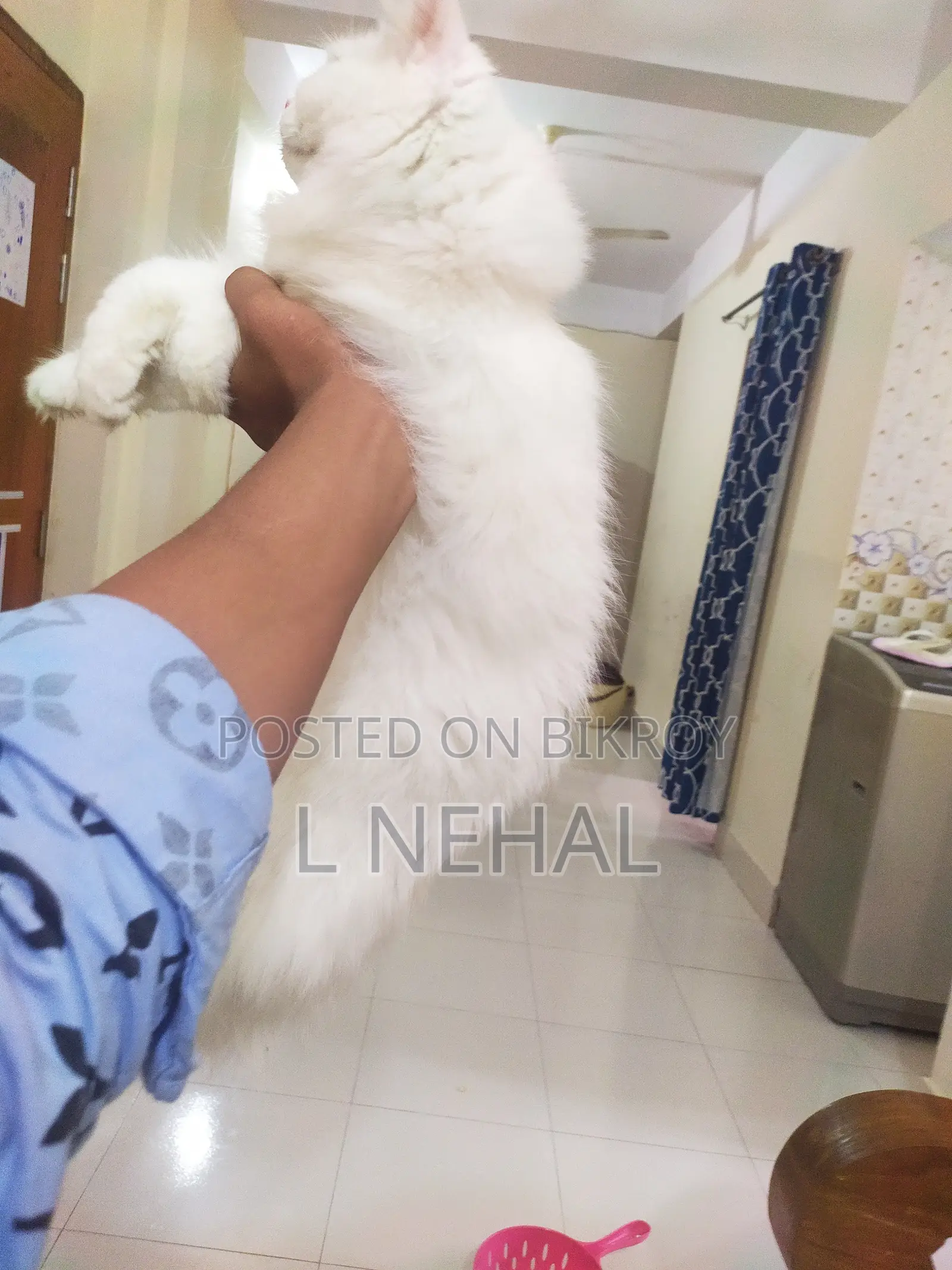 1+ year Male Purebred Persian