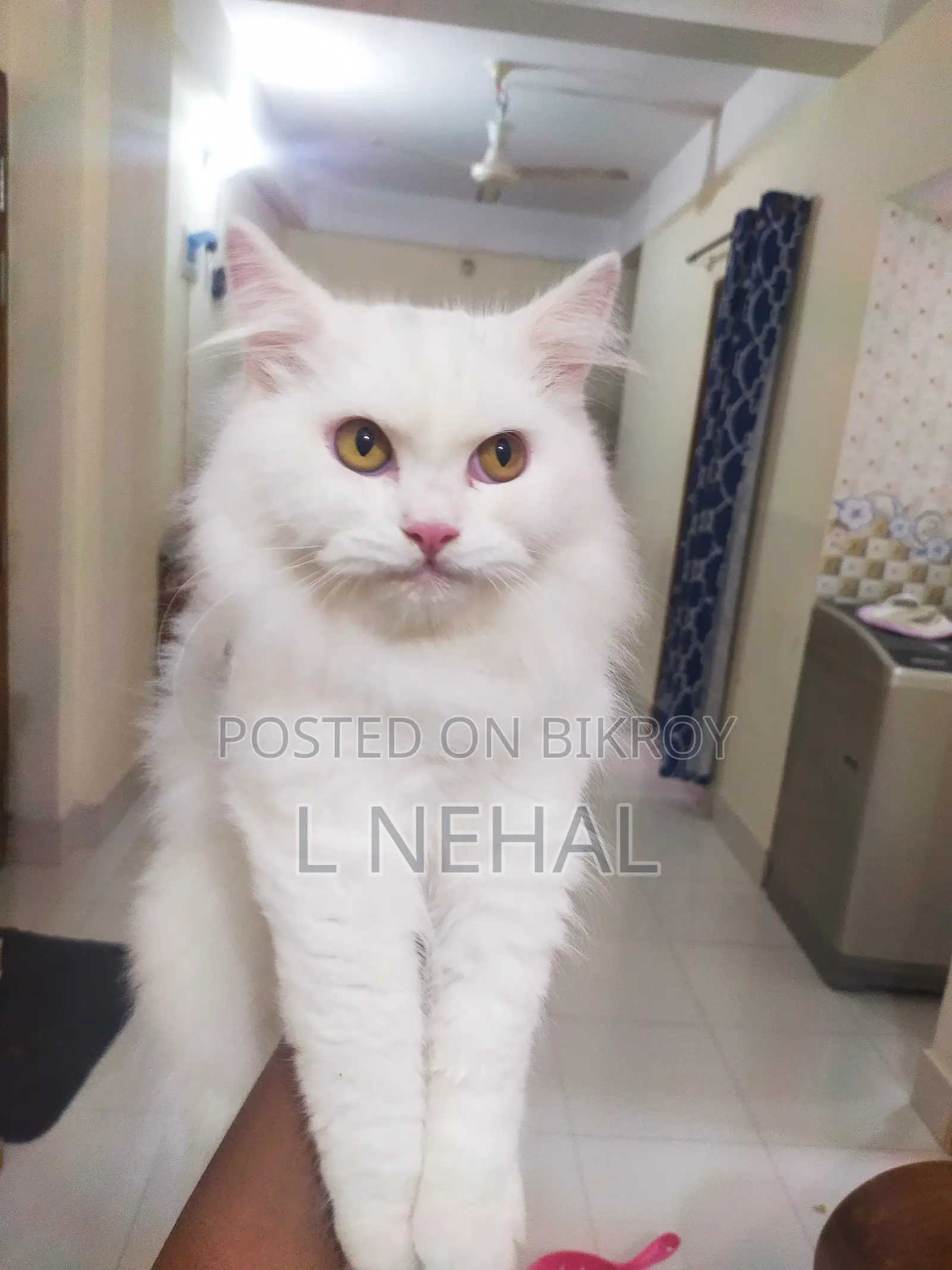 1+ year Male Purebred Persian