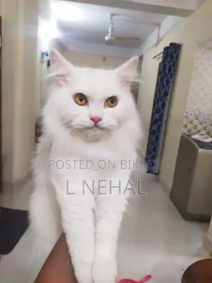 1+ year Male Purebred Persian