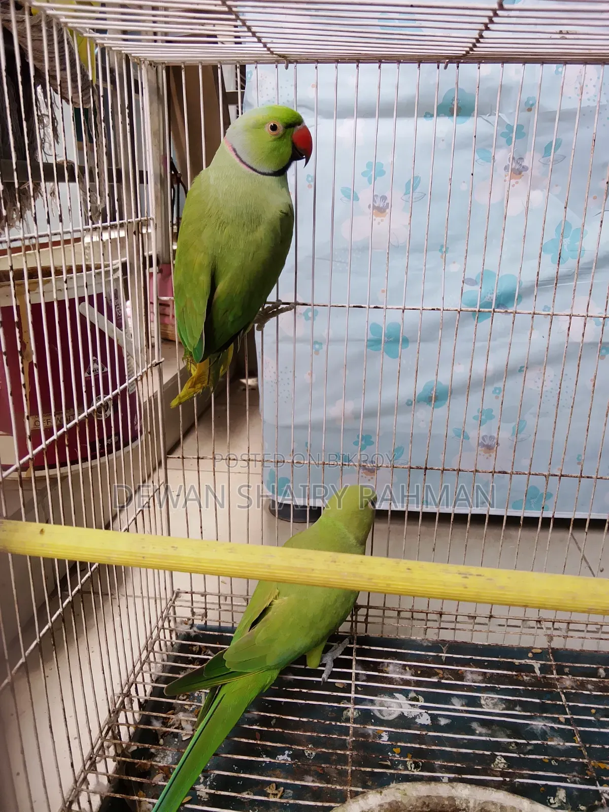 A pair of parrots with cage for sale.