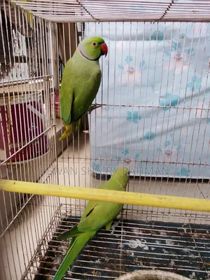 A pair of parrots with cage for sale.