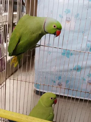 A pair of parrots with cage for sale.