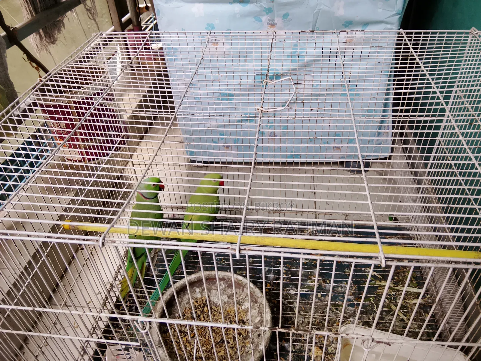 A pair of parrots with cage for sale.
