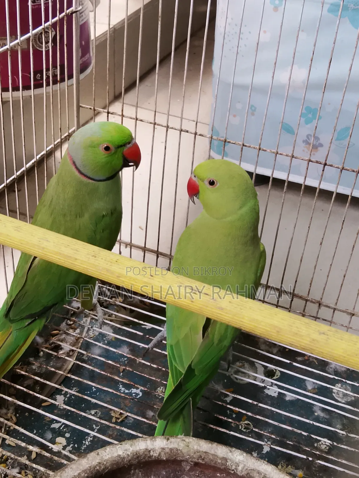 A pair of parrots with cage for sale.