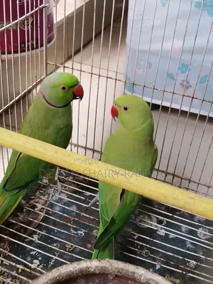 A pair of parrots with cage for sale.