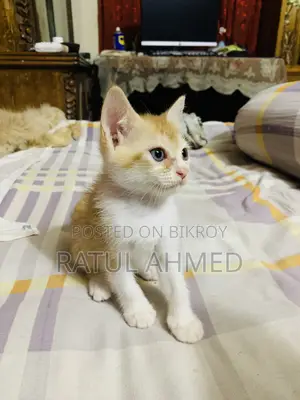 ১-৩ মাস বয়সী পুরুষ মিশ্র জাতের পার্সিয়ান বিড়াল