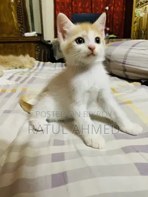 ১-৩ মাস বয়সী পুরুষ মিশ্র জাতের পার্সিয়ান বিড়াল