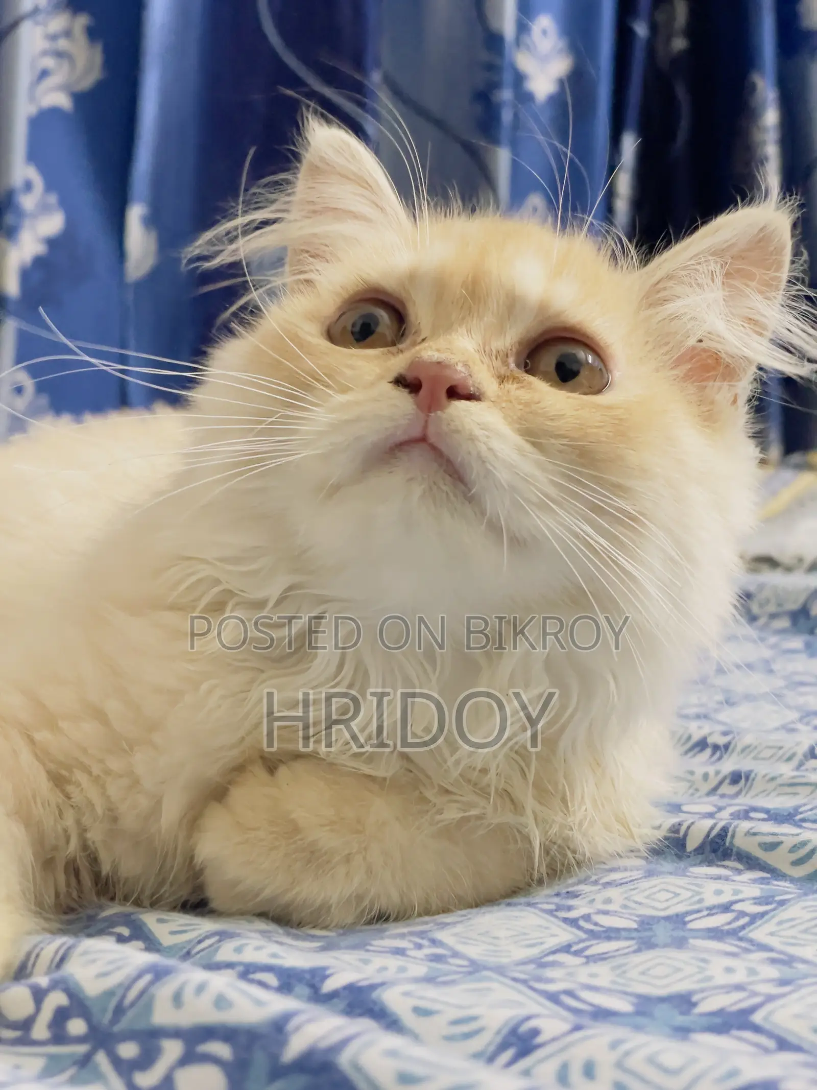3-6 months Male Purebred Persian