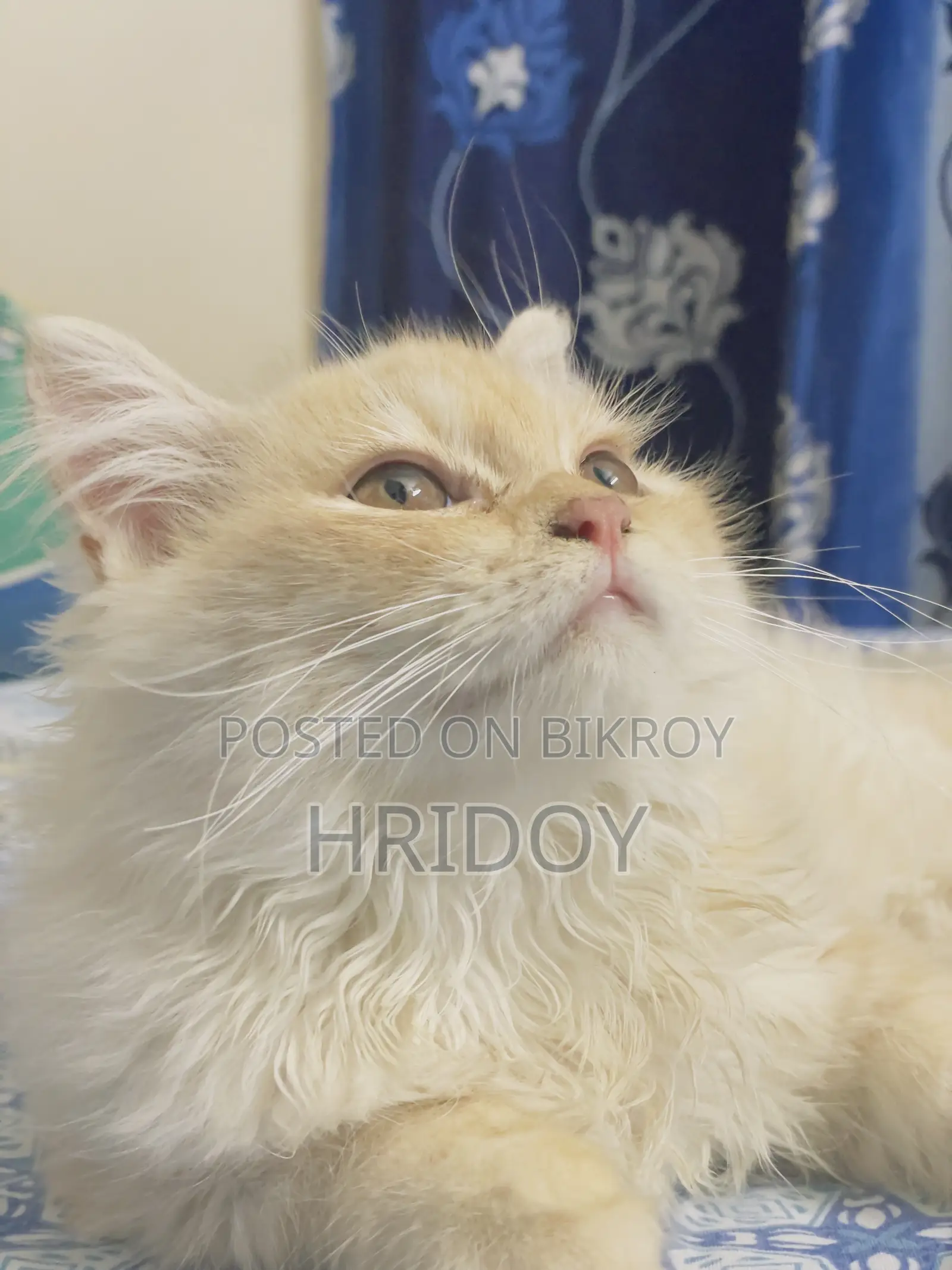 3-6 months Male Purebred Persian