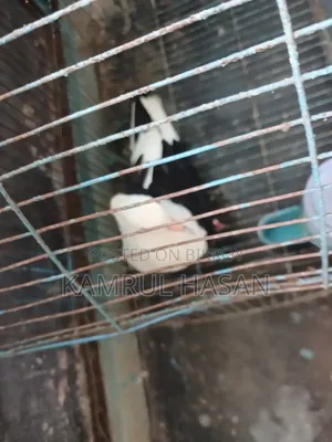 One Adult Running Female