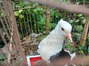 One Adult Running Female
