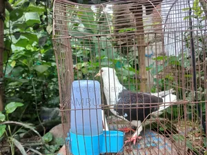 One Adult Running Female