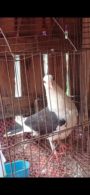 One Adult Running Female