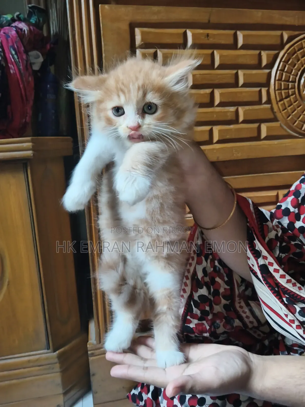 ০-১ মাস বয়সী ফিমেল পিওর ব্রেড পার্সিয়ান