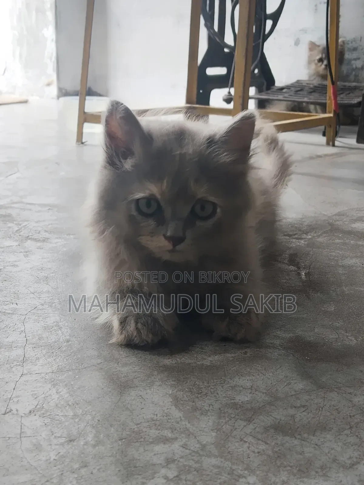 1-3 Months Female Purebred Persian