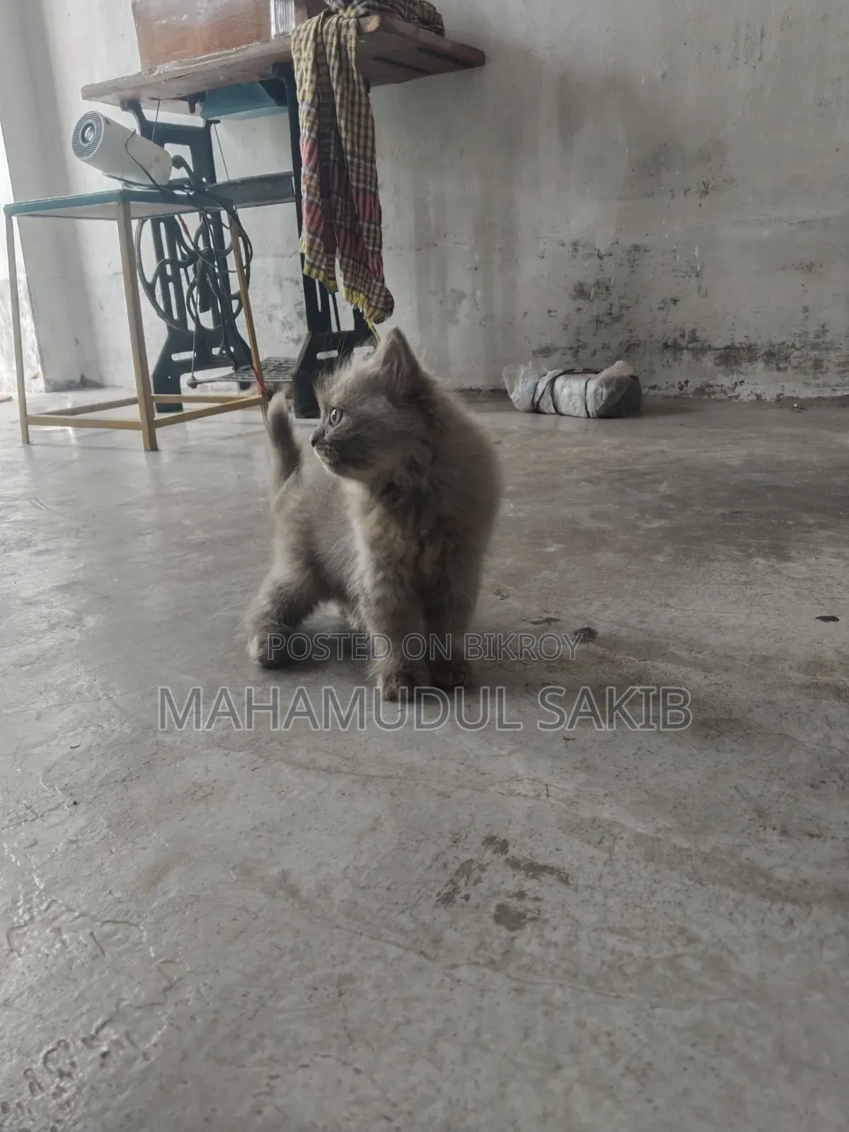 1-3 Months Female Purebred Persian