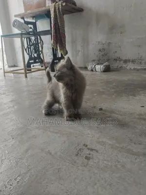 1-3 Months Female Purebred Persian