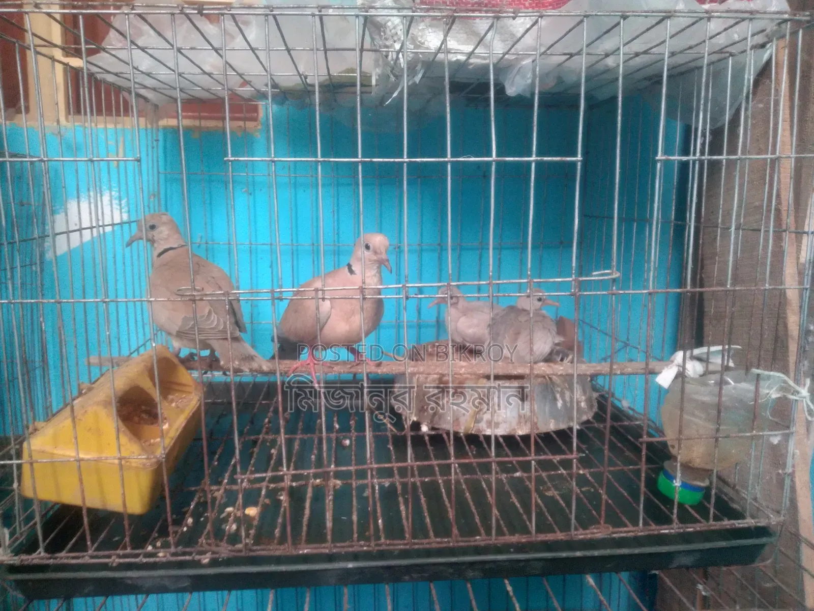A pair of Australian doves for sale.