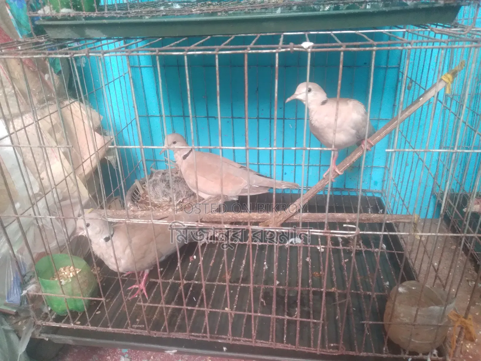 A pair of Australian doves for sale.