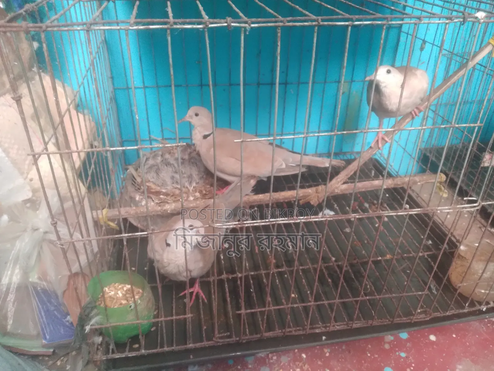 A pair of Australian doves for sale.