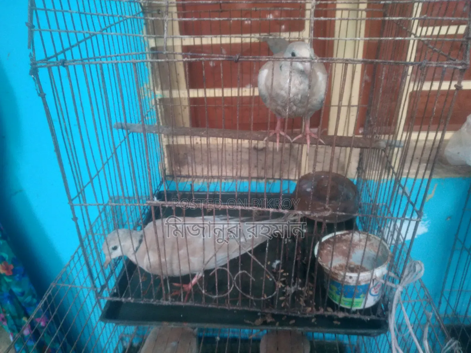 A pair of Australian doves for sale.