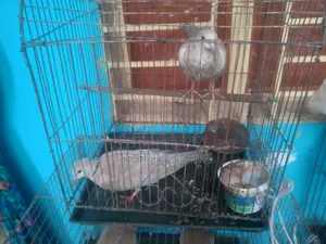 A pair of Australian doves for sale.