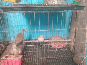 A pair of Australian doves for sale.