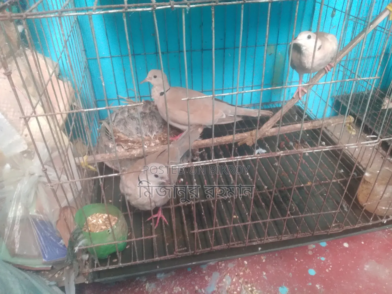 A pair of Australian doves for sale.