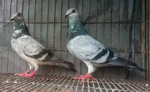 গ্রিজেল রানিং জোড়া