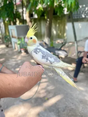 ককাটেল পাখি পুরোপুরি পোষ মানেনি। বিস্তারিত জানতে ইনবক্স করুন