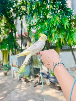 ককাটেল পাখি পুরোপুরি পোষ মানেনি। বিস্তারিত জানতে ইনবক্স করুন
