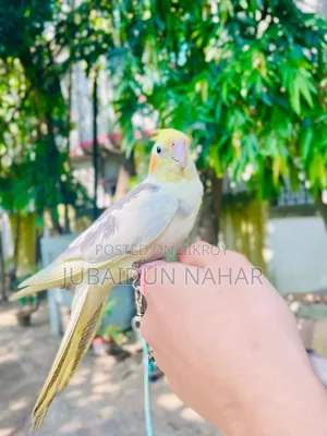 ককাটেল পাখি পুরোপুরি পোষ মানেনি। বিস্তারিত জানতে ইনবক্স করুন