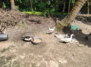 Egg-laying Muscovy ducks