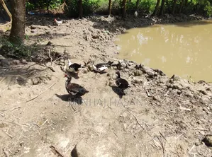 ডিমপাড়া চিনা হাস