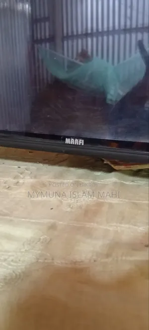Marfi Television