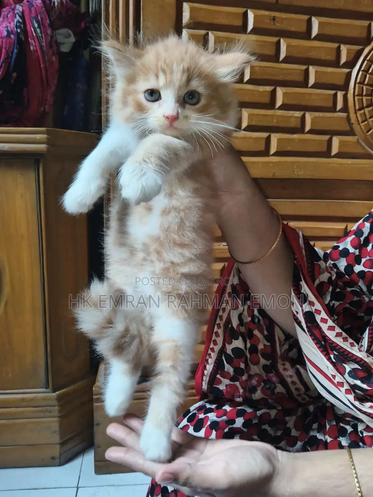 1-3 Months Female Purebred Persian