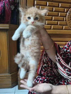 1-3 Months Female Purebred Persian