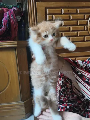 1-3 Months Female Purebred Persian
