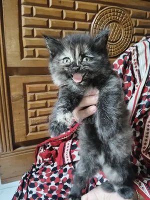 1-3 Months Female Purebred Persian
