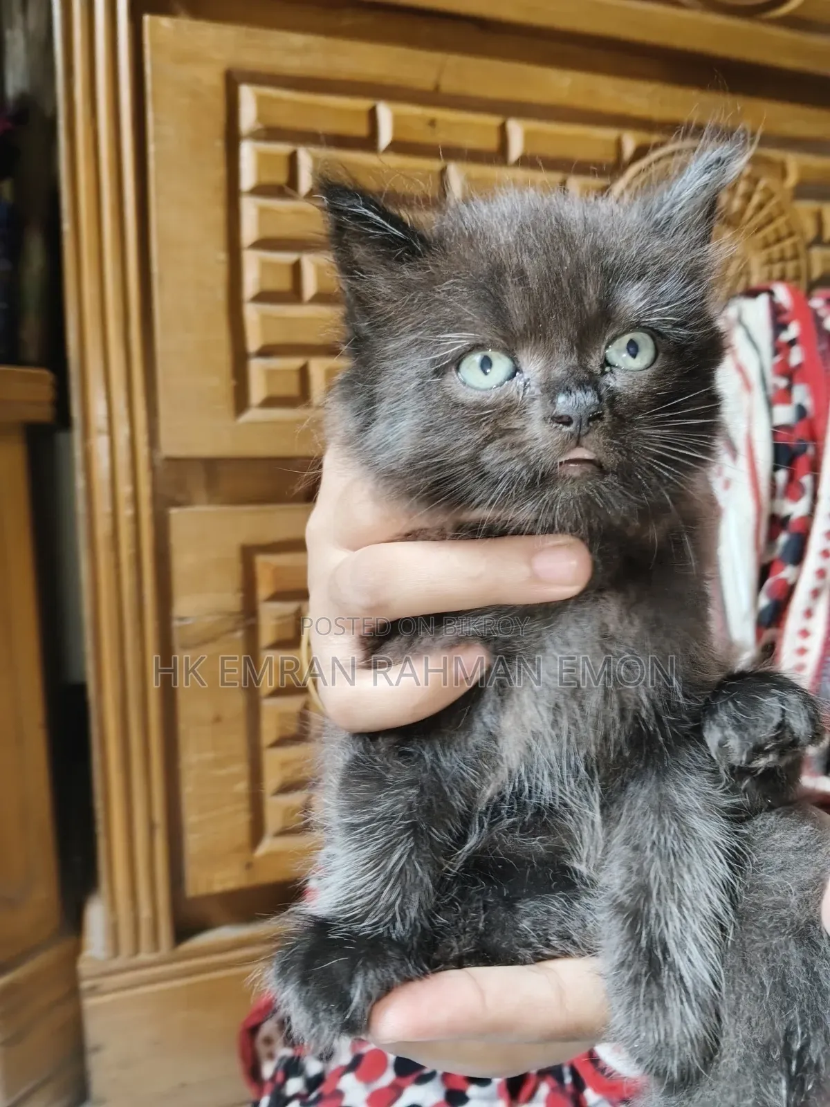 1-3 Months Female Purebred Persian