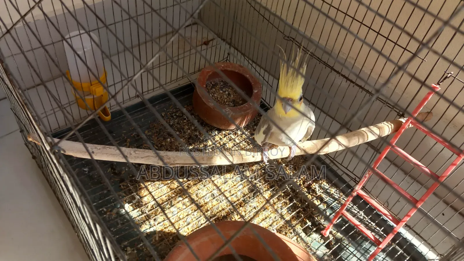 Adult Cockatiel