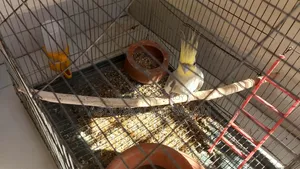 Adult Cockatiel