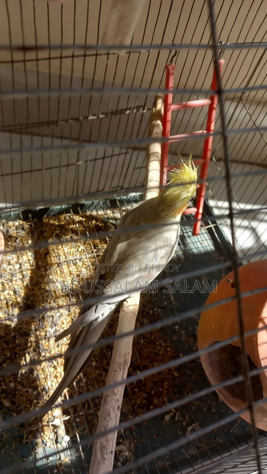 Adult Cockatiel